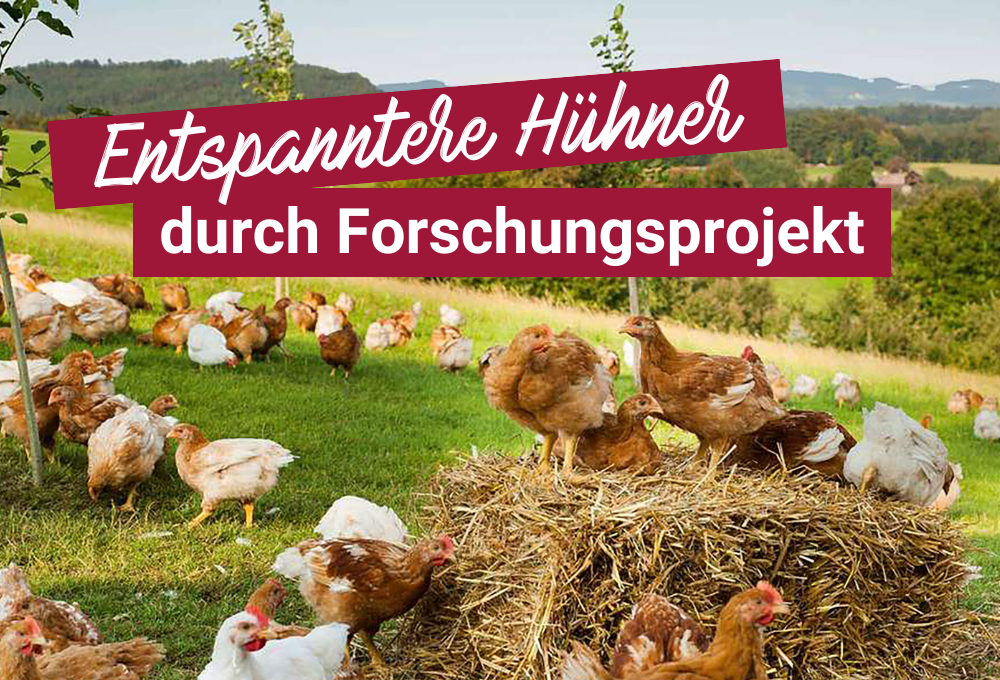 Hühner laufen auf einer Wiese mit Stroh, im Hintergrund: Entspanntere Hühner durch Forschungsprojekt - kein Krimidinner!.